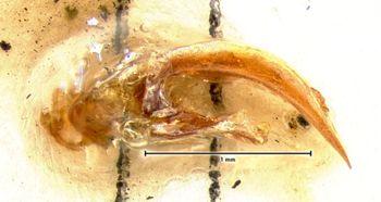 Media type: image;   Entomology 131 Aspect: genitalia